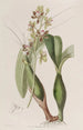 Epidendrum panaché - Sydenham Edwards — visning af kunstværket