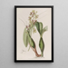 Epidendrum panaché - Sydenham Edwards — indrammet kunstværk på væggen