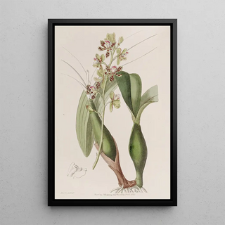 Sydenham Edwards - Variegated Epidendrum.webp