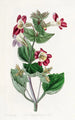 Mimulus panaché - Sydenham Edwards — visning af kunstværket