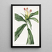 Costus à fleurs panachées - Sydenham Edwards — indrammet kunstværk på væggen