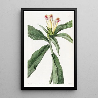 Sydenham Edwards - Variegatedflowered Costus.webp