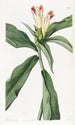 Costus à fleurs panachées - Sydenham Edwards — visning af kunstværket