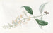 Buddleia à feuilles variées - Sydenham Edwards — visning af kunstværket