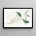 Buddleia à feuilles variées - Sydenham Edwards — indrammet kunstværk på væggen
