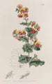 Chorozema à feuilles variées - Sydenham Edwards — visning af kunstværket