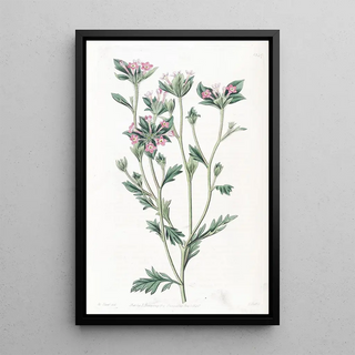 Sydenham Edwards - Variousleaved Collomia.webp