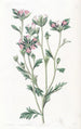 Collomia à feuilles variées - Sydenham Edwards — visning af kunstværket