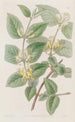 Chèvrefeuille à feuilles variées - Sydenham Edwards — visning af kunstværket