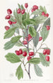 Aubépine à feuilles variées - Sydenham Edwards — visning af kunstværket
