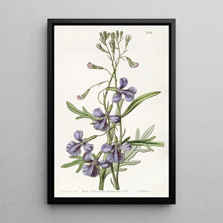 Sydenham Edwards - Variousleaved Lobelia.webp