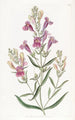 Penstemon à feuilles variées - Sydenham Edwards — visning af kunstværket