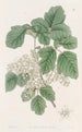 Chêne toxique à feuilles variées - Sydenham Edwards — visning af kunstværket