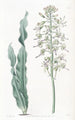 Drimia à feuilles velues - Sydenham Edwards — visning af kunstværket