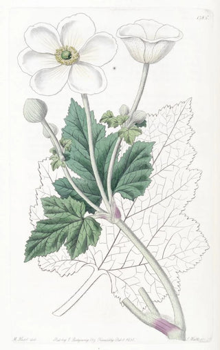 Sydenham Edwards - Vineleaved Anemone.webp