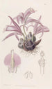 Caelogyne de Wallich - Sydenham Edwards — visning af kunstværket