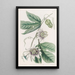 Passiflora verrucosa-maleri - Sydenham Edwards — indrammet kunstværk på væggen