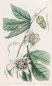 Passiflora verrucosa-maleri - Sydenham Edwards — visning af kunstværket