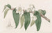 Dendrobium aquatique - Sydenham Edwards — visning af kunstværket