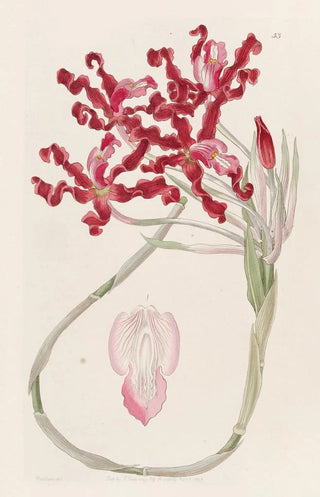 Sydenham Edwards - Wavy Schomburgkia.webp