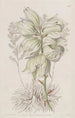 Aiguille d'Adam à feuilles faibles - Sydenham Edwards — visning af kunstværket