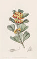 Oxylobium à feuilles en coin - Sydenham Edwards — visning af kunstværket