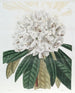 Rhododendron Blanc - Sydenham Edwards — visning af kunstværket