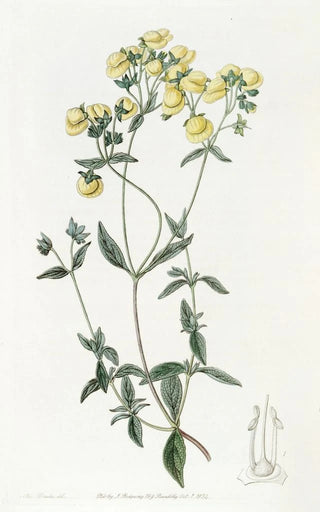 Sydenham Edwards - Whiteleaved Slipperwort.webp