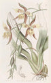 Odontoglossum gul og brun - Sydenham Edwards — visning af kunstværket