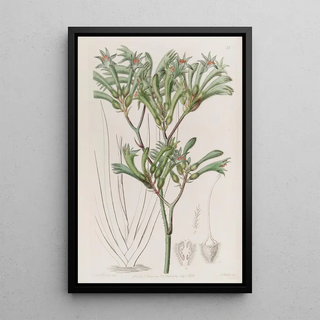 Sydenham Edwards - Yellowhaired Amigozanthus.webp