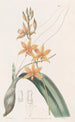 Yolkofegg Epidendrum - Sydenham Edwards — visning af kunstværket