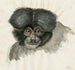 Tête de singe - Floris Verster — visning af kunstværket