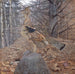 Tétras à plumes rousses mâle dans la forêt - Gerald Thayer — visning af kunstværket