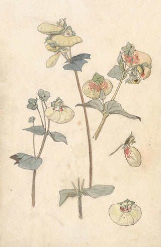 Theo Nieuwenhuis - Bloemstudies.webp