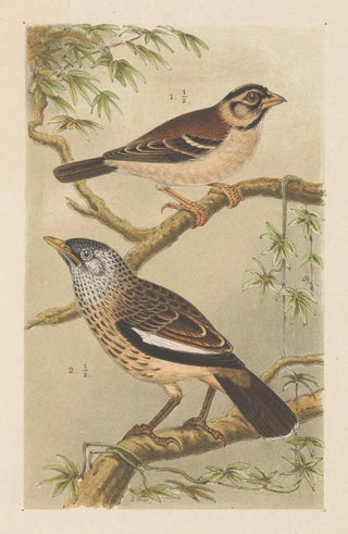 Theo van Hoytema - Twee vogels op takken.webp