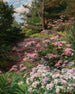 Rhododendron rosa og hvid i en skov - Thomas Allen Jr — visning af kunstværket