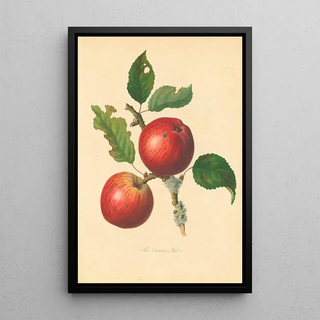 Thomas Andrew Knight - Cowarne Red.webp