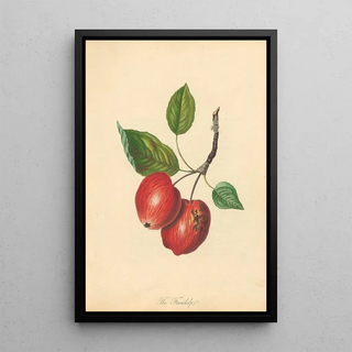 Thomas Andrew Knight - Foxwhelp.webp