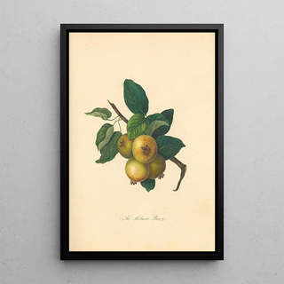 Thomas Andrew Knight - Holmore Pear.webp