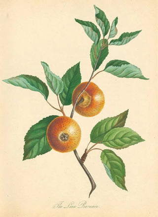 Thomas Andrew Knight - Loan Pearmain.webp