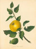 Pomme à noyau Steads - Thomas Andrew Knight — visning af kunstværket