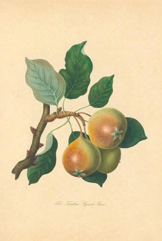 Thomas Andrew Knight - Teinton Squash Pear.webp