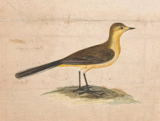 Thomas Atwood - A Yellow Wagtail.webp