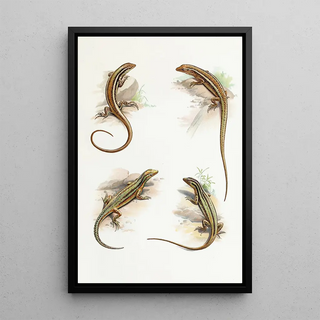 Thomas Barbour - Cryptoblepharus.webp