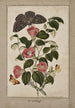 Studie af Kamelia Japonica Rose japansk Euphorbia caput-medusae Medusas hoved med Phalène Merops og Papilio Hyale Nar - Thomas Robins den Yngre — visning af kunstværket