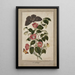 Studie af Kamelia Japonica Rose japansk Euphorbia caput-medusae Medusas hoved med Phalène Merops og Papilio Hyale Nar - Thomas Robins den Yngre — indrammet kunstværk på væggen