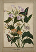 Studie af blomster af passionsblomster med røde frugter, Virginie- tobaksplante og ixia med papillons machaons - Thomas Robins le Jeune — visning af kunstværket