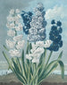 Jacinthes - Thomas Warner — visning af kunstværket
