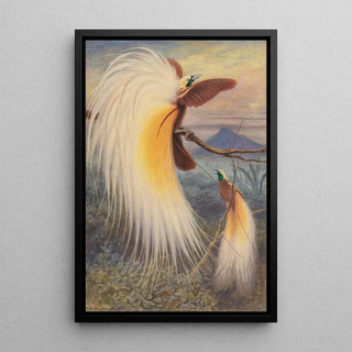 Thomas William Wood - Birds of Paradise.webp