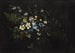 Bouquet de fleurs et fougères - Titian Ramsay Peale — visning af kunstværket